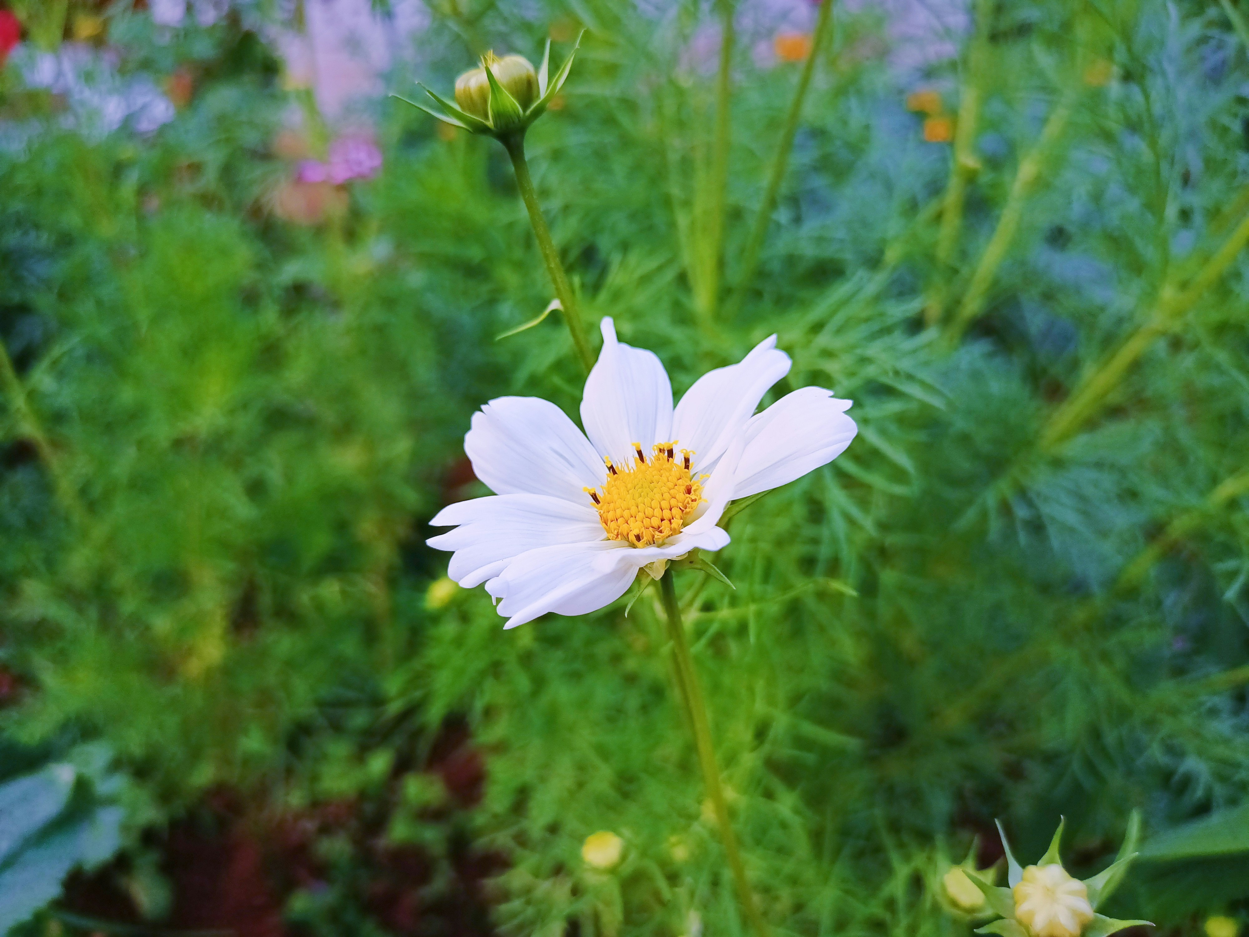 a white flower with a yellow center in a garden
