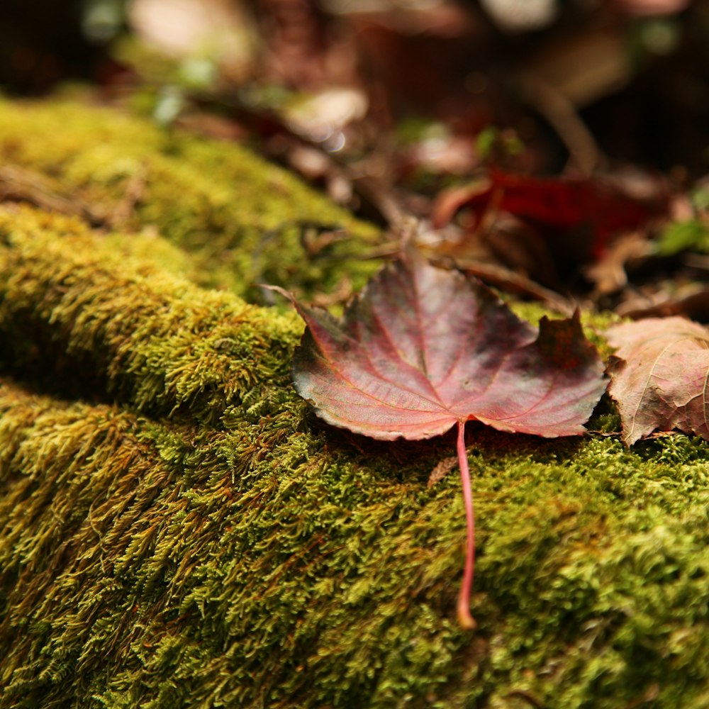a leaf laying on top of a moss covered log