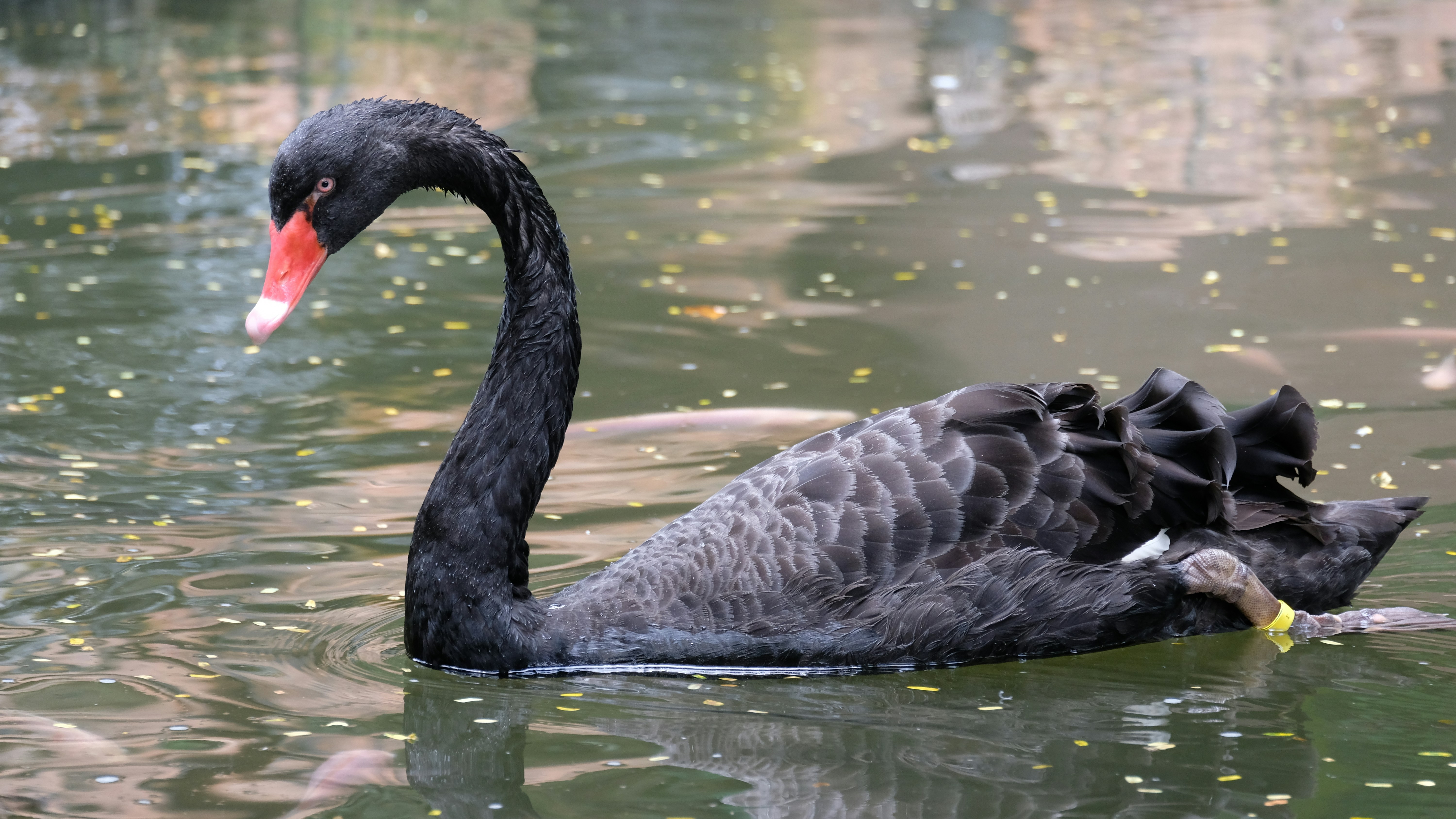 The Future of Black Swan AI: What to Expect in the Coming Months