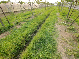 A sunlit vineyard with young grapevines stretching towards the horizon.