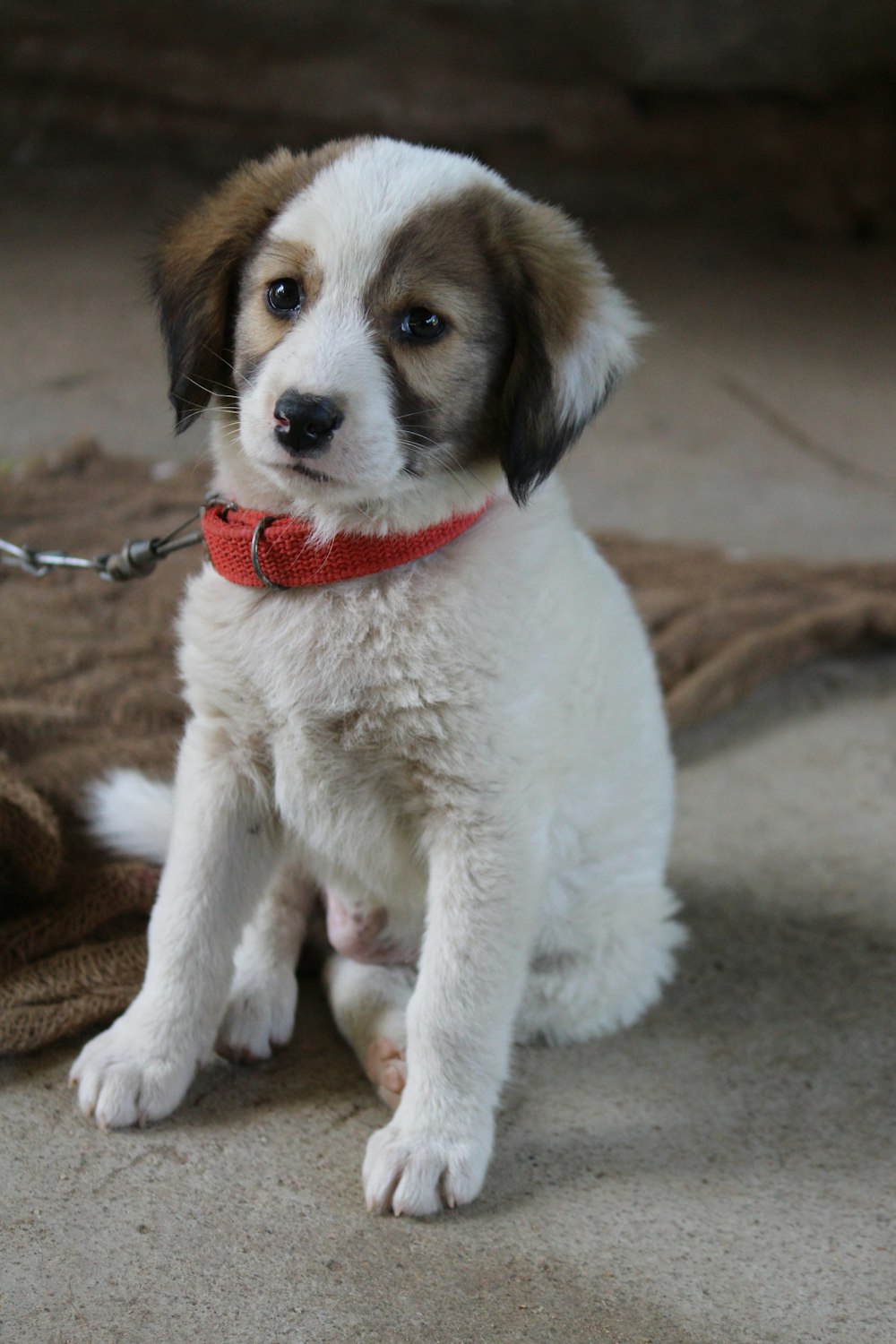 a small white and brown puppy sitting on a blanket