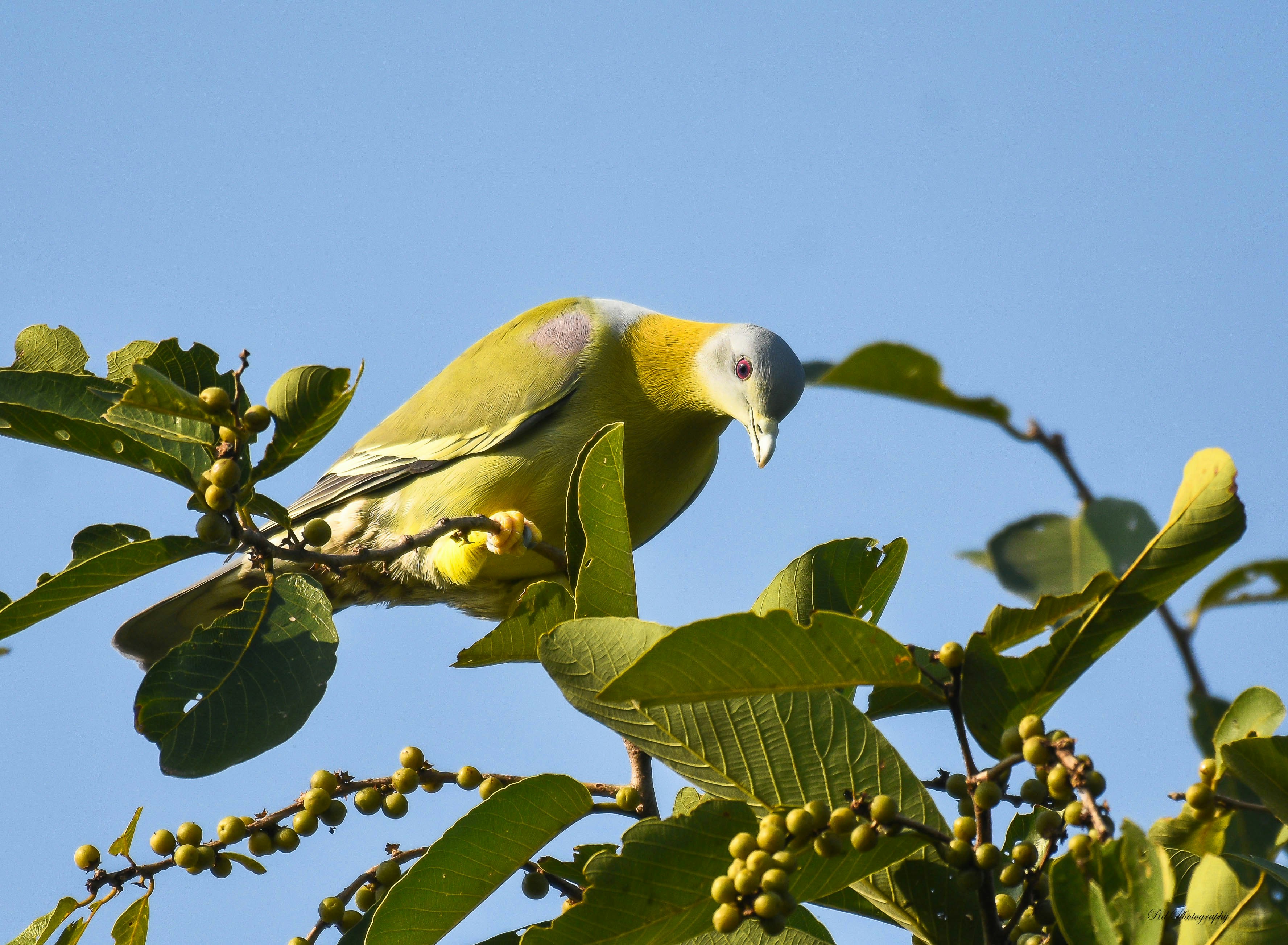 Photo by rahuldeshmukh18