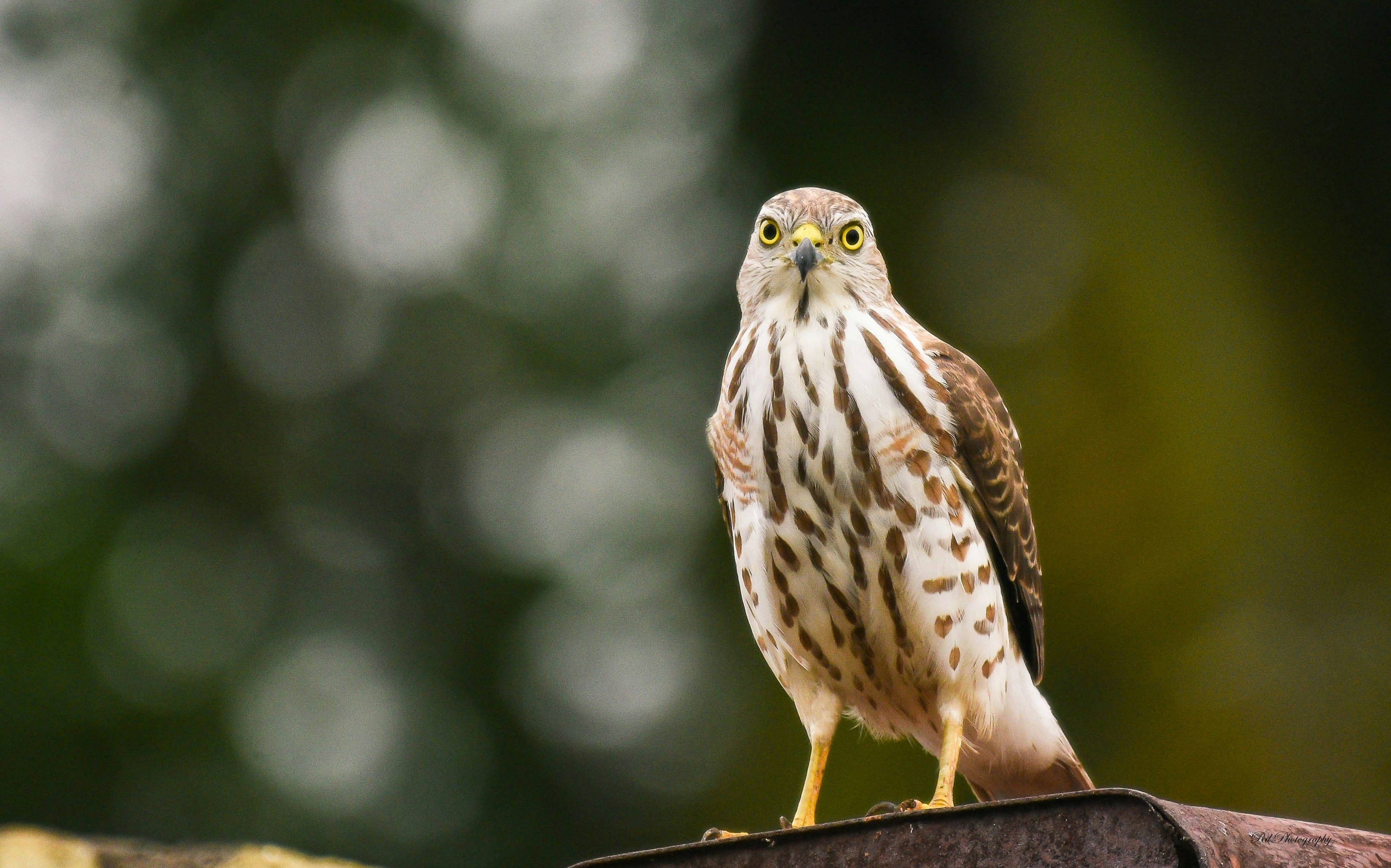 Photo by rahuldeshmukh18