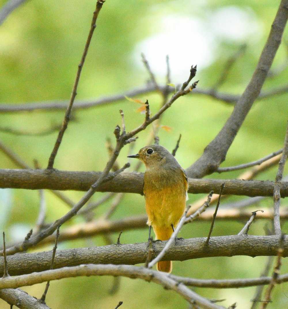 a small bird perched on a tree branch