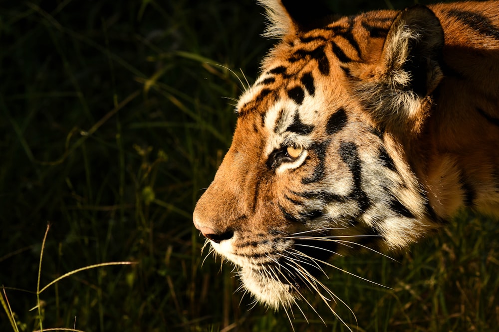 a close up of a tiger's face in the grass