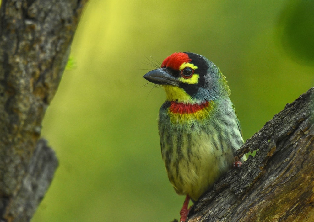 a colorful bird perched on a tree branch