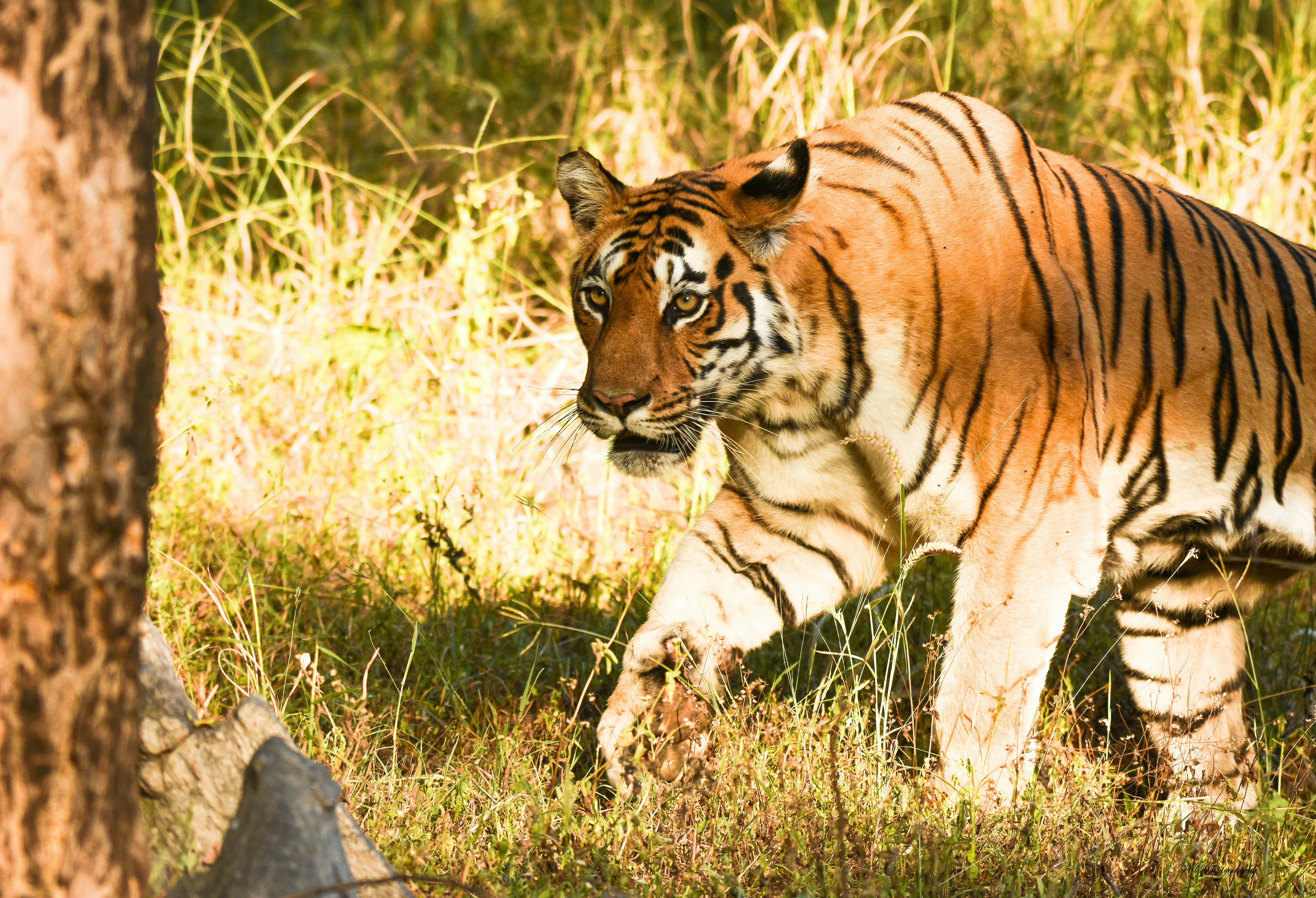 Photo by rahuldeshmukh18