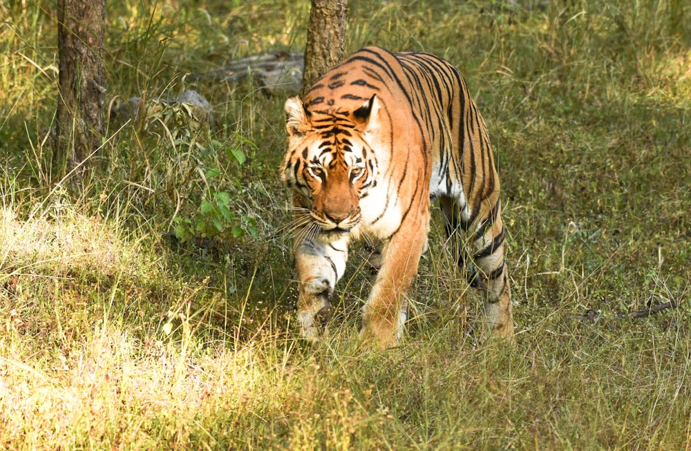 a tiger walking through a grassy field next to a tree