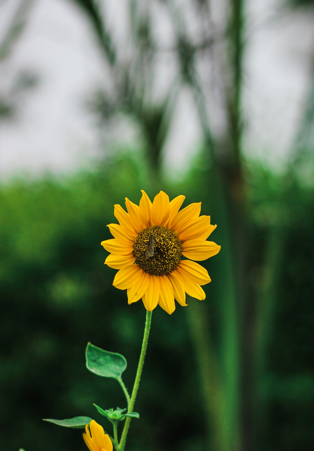 eine gelbe Sonnenblume mit einer Biene darauf