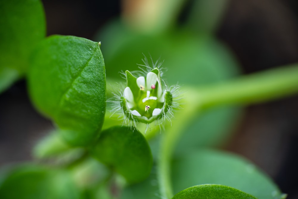 a close up of a flower bud on a plant