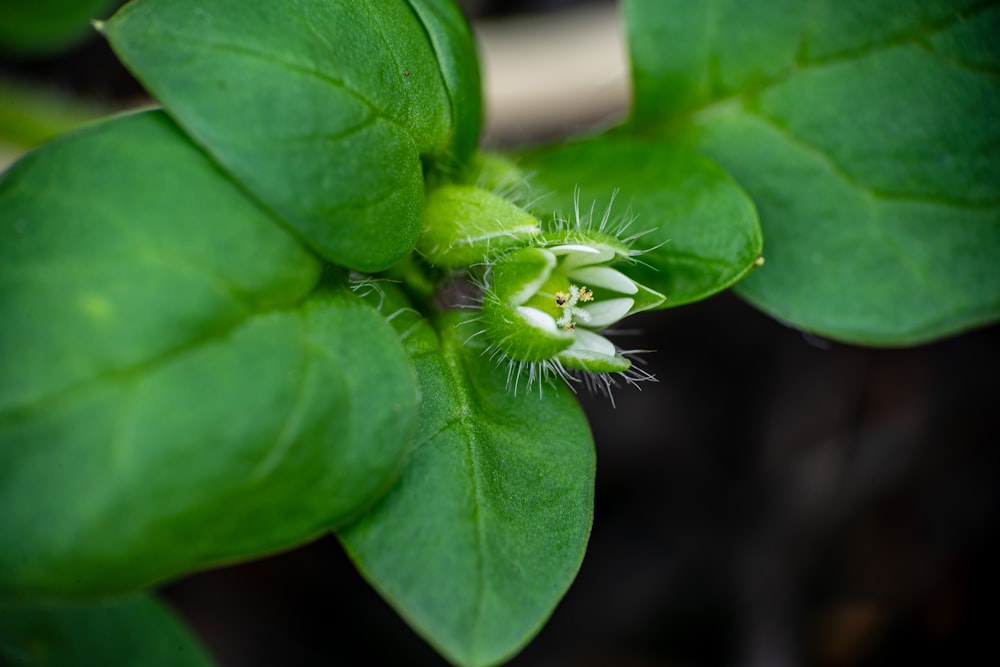 a close up of a green plant with leaves