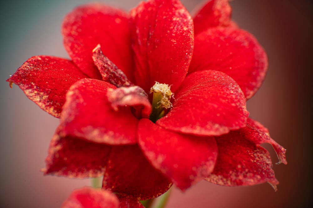 a red flower with drops of water on it