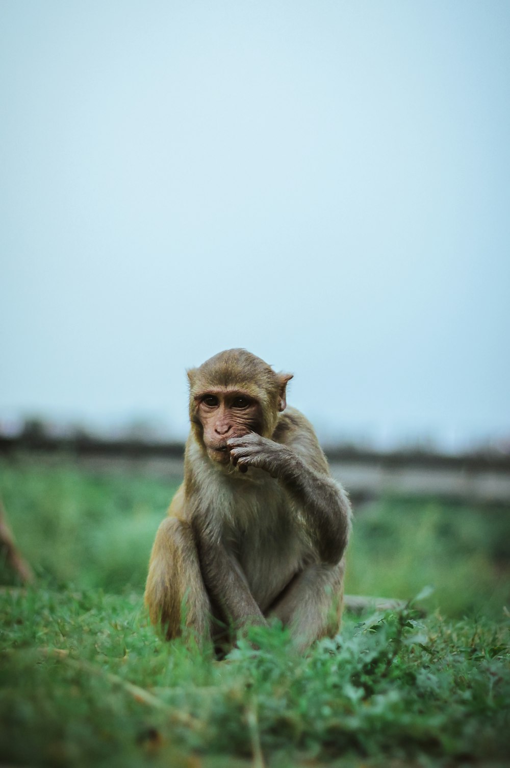 a monkey sitting in the grass eating something