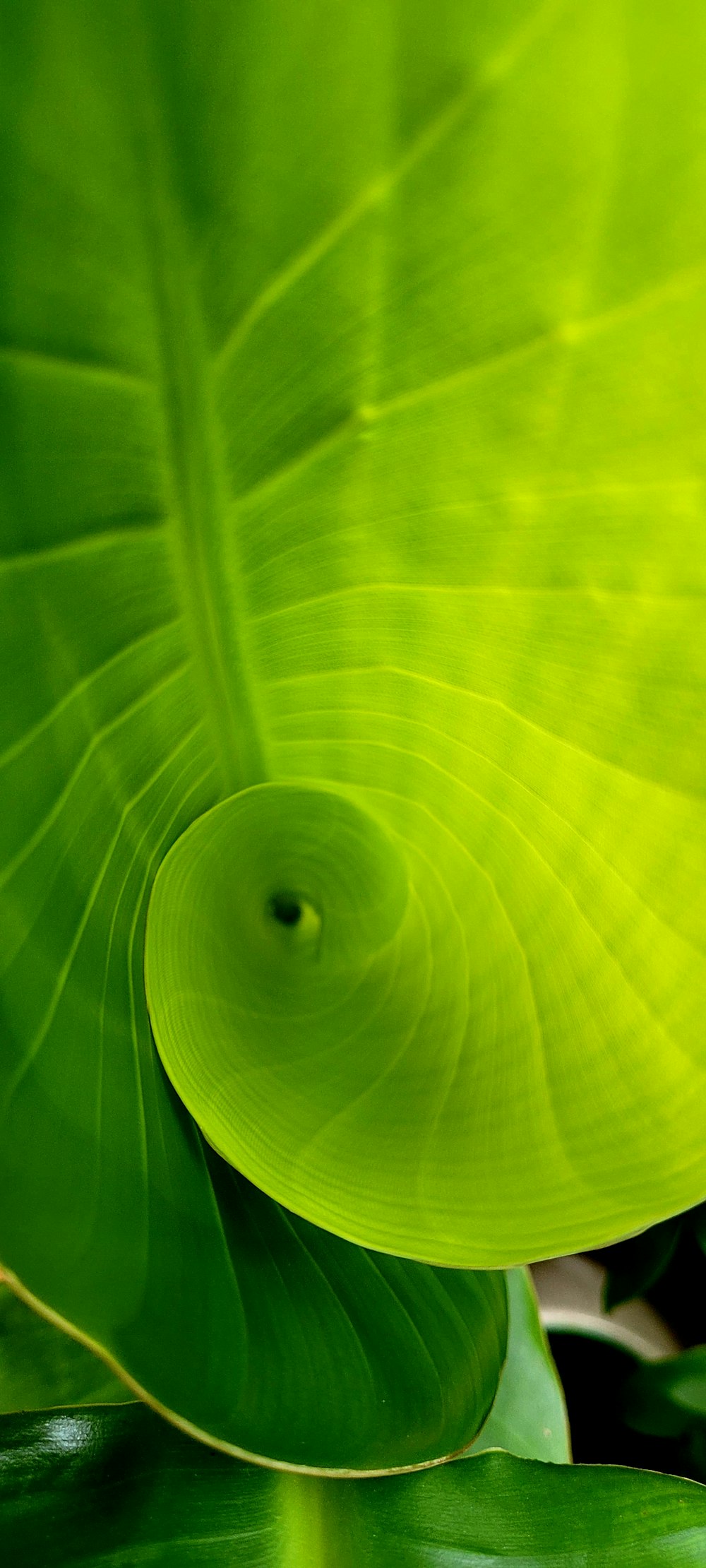 a close up of a large green leaf