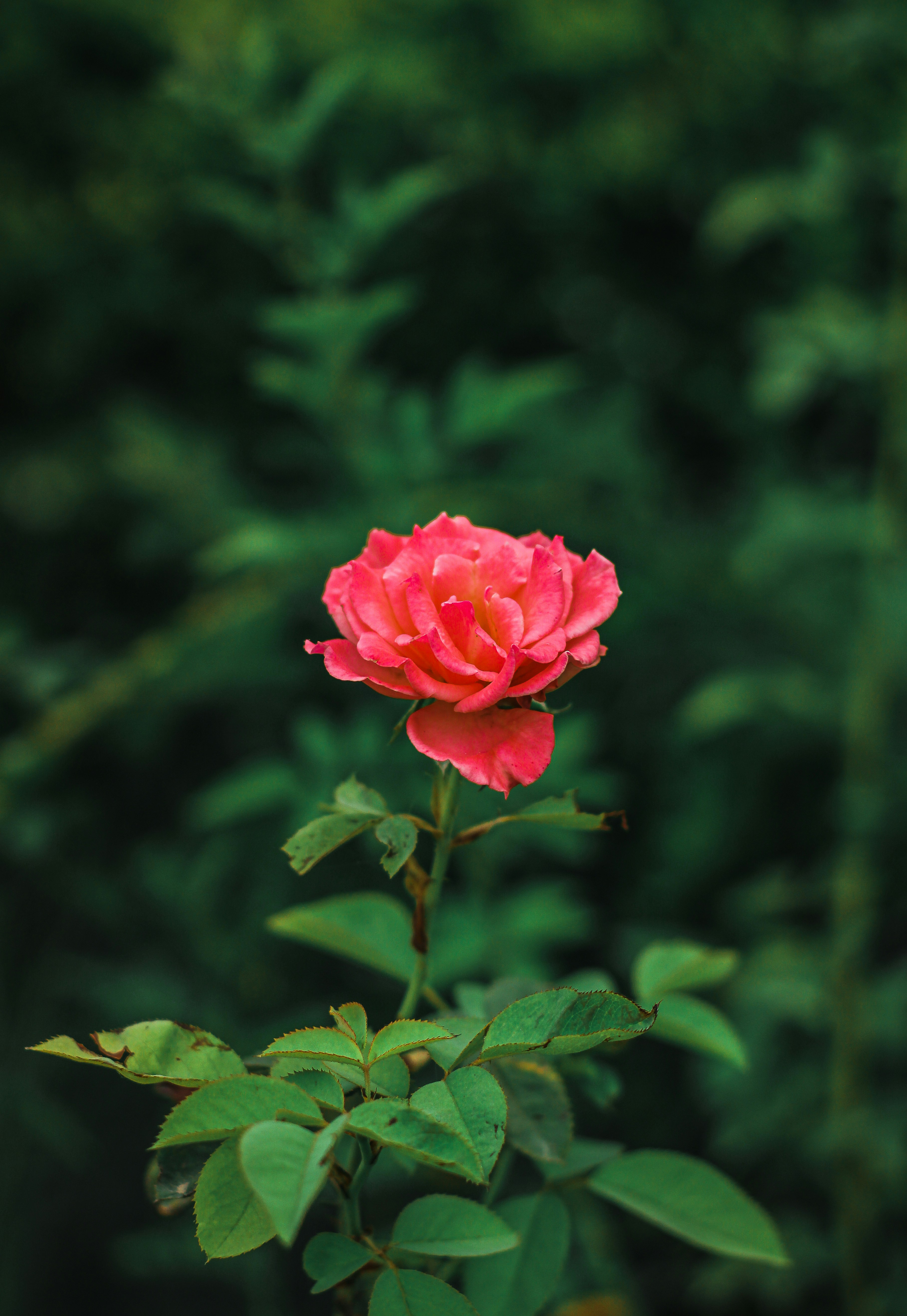 Photo by photos_by_ankur