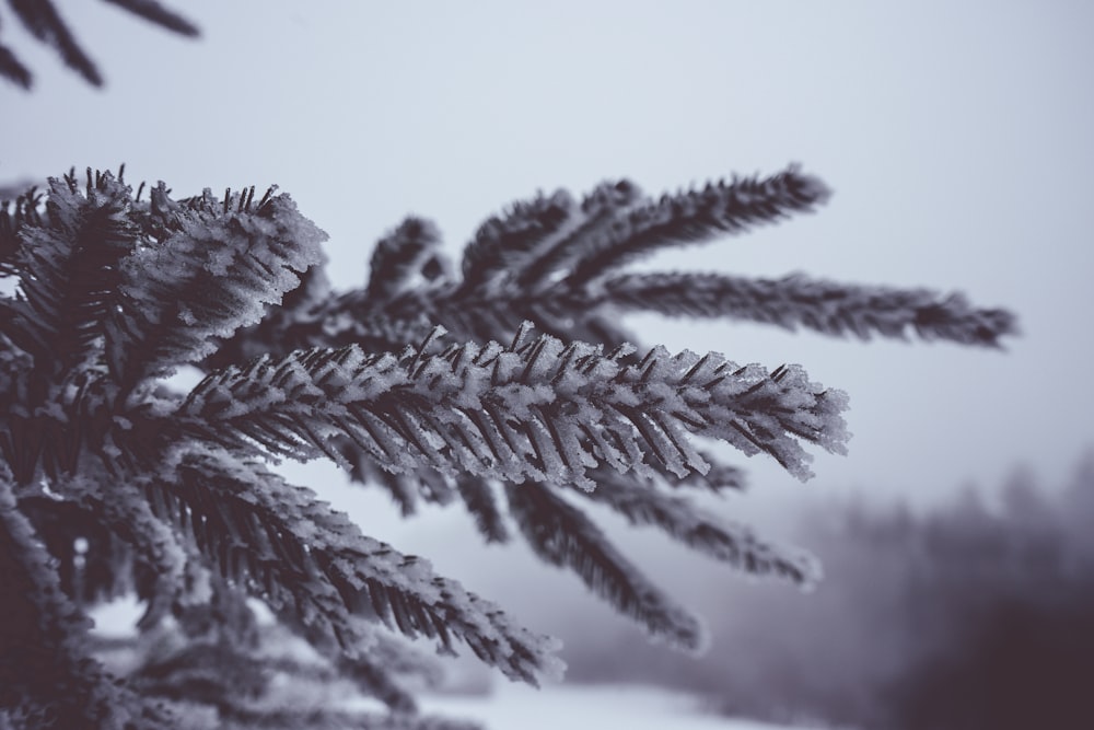 a close up of a pine tree with snow on it