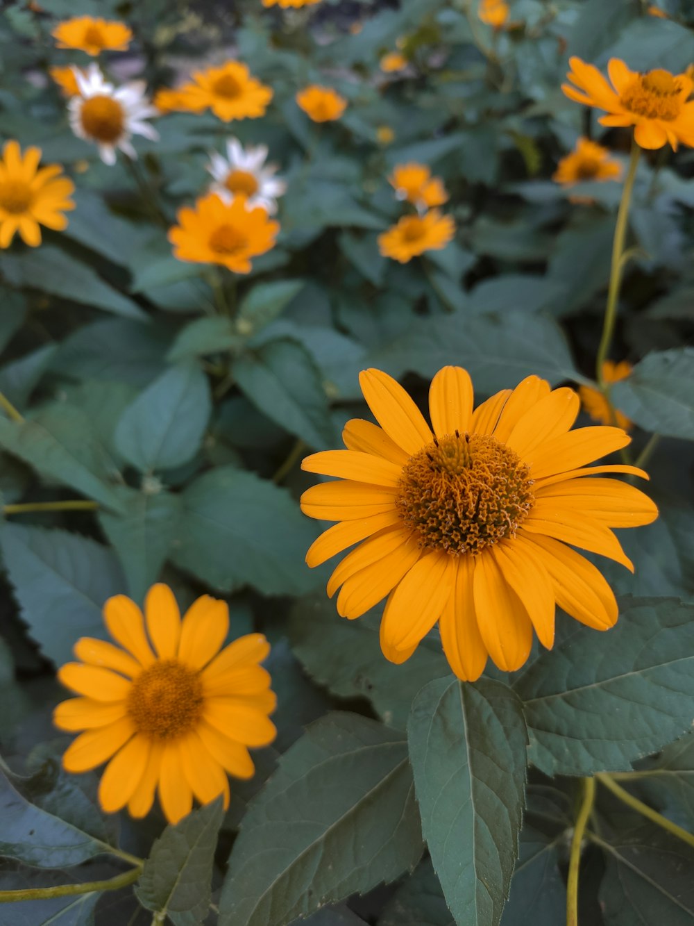 a field of yellow flowers with green leaves