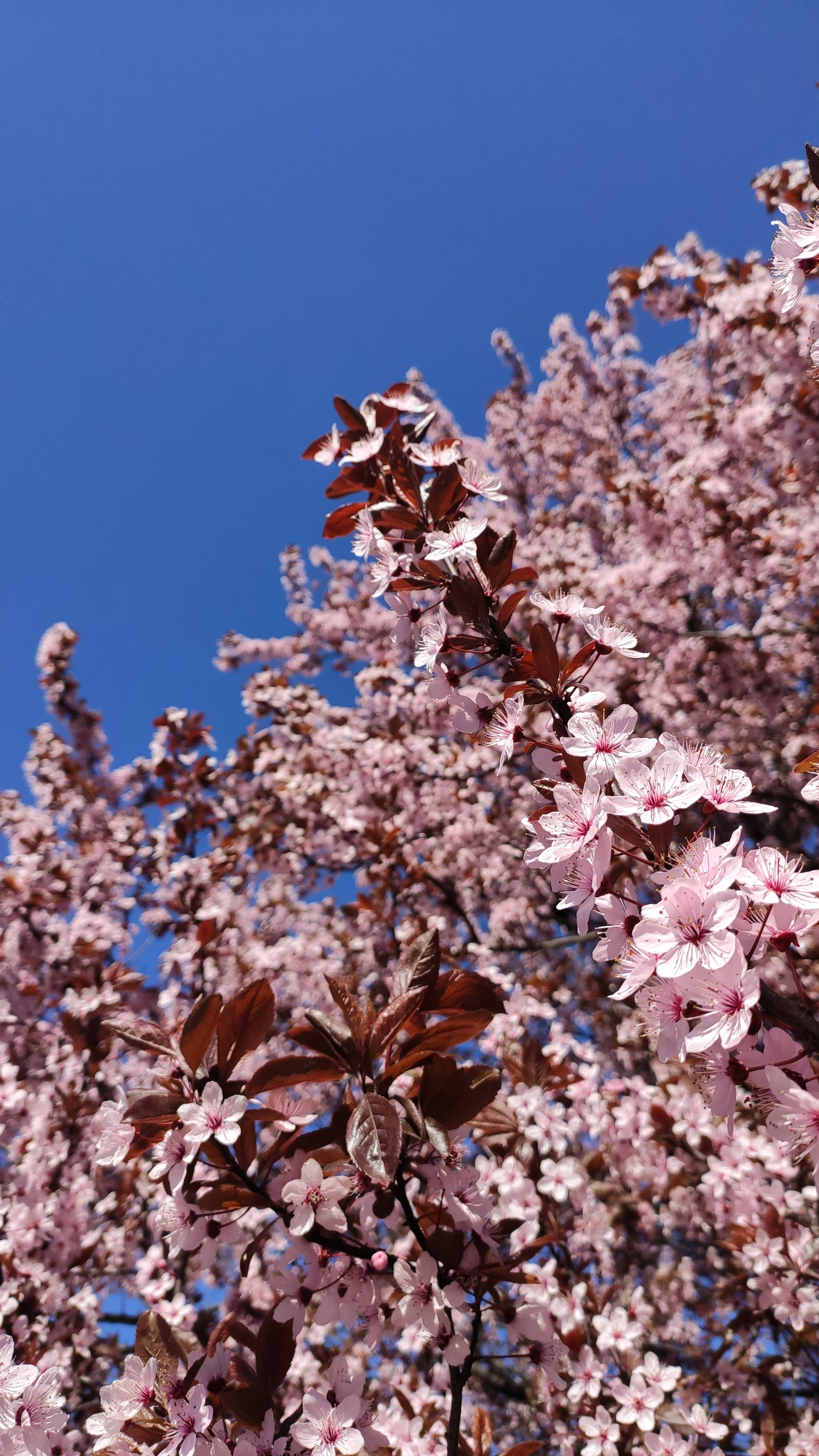 un albero con un sacco di fiori rosa su di esso