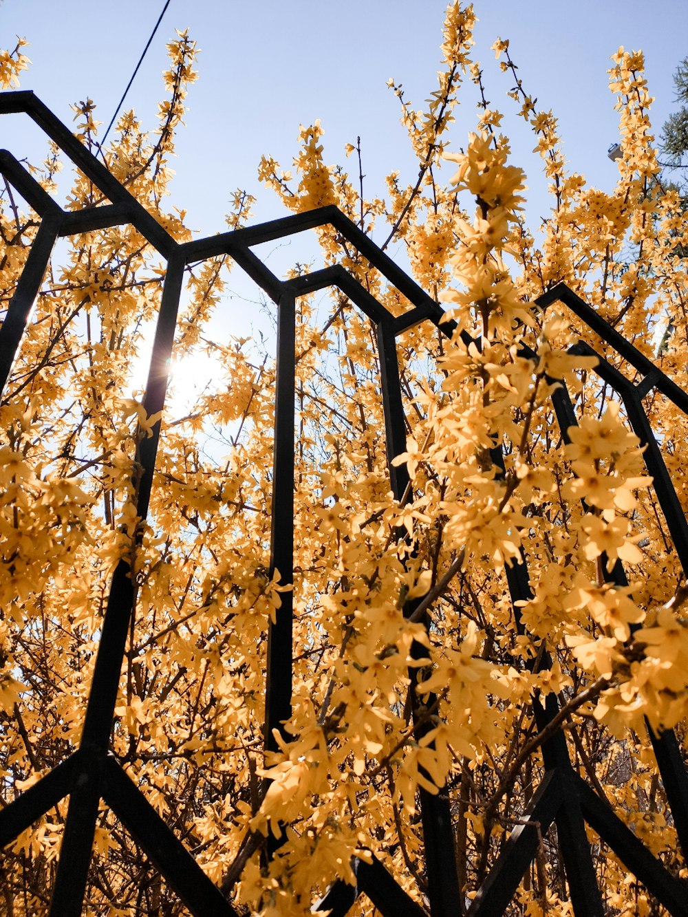 a tree with yellow leaves and a metal structure