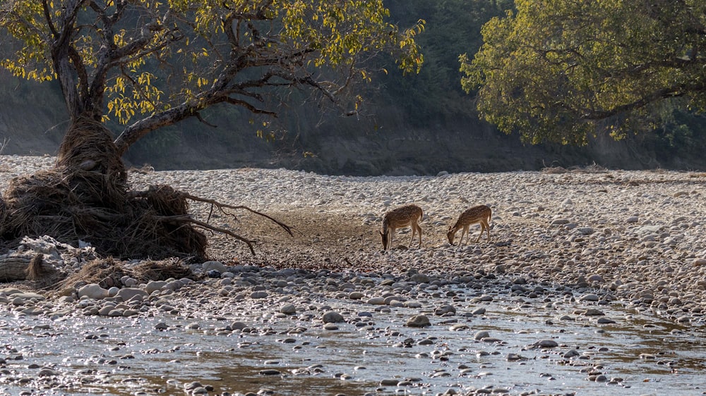 a couple of deer standing on top of a river