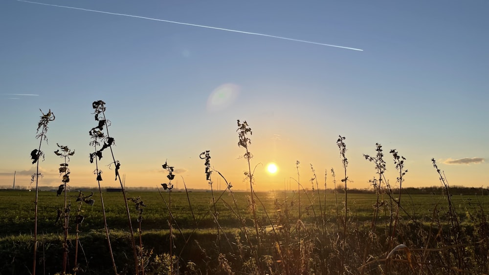 the sun is setting over a grassy field