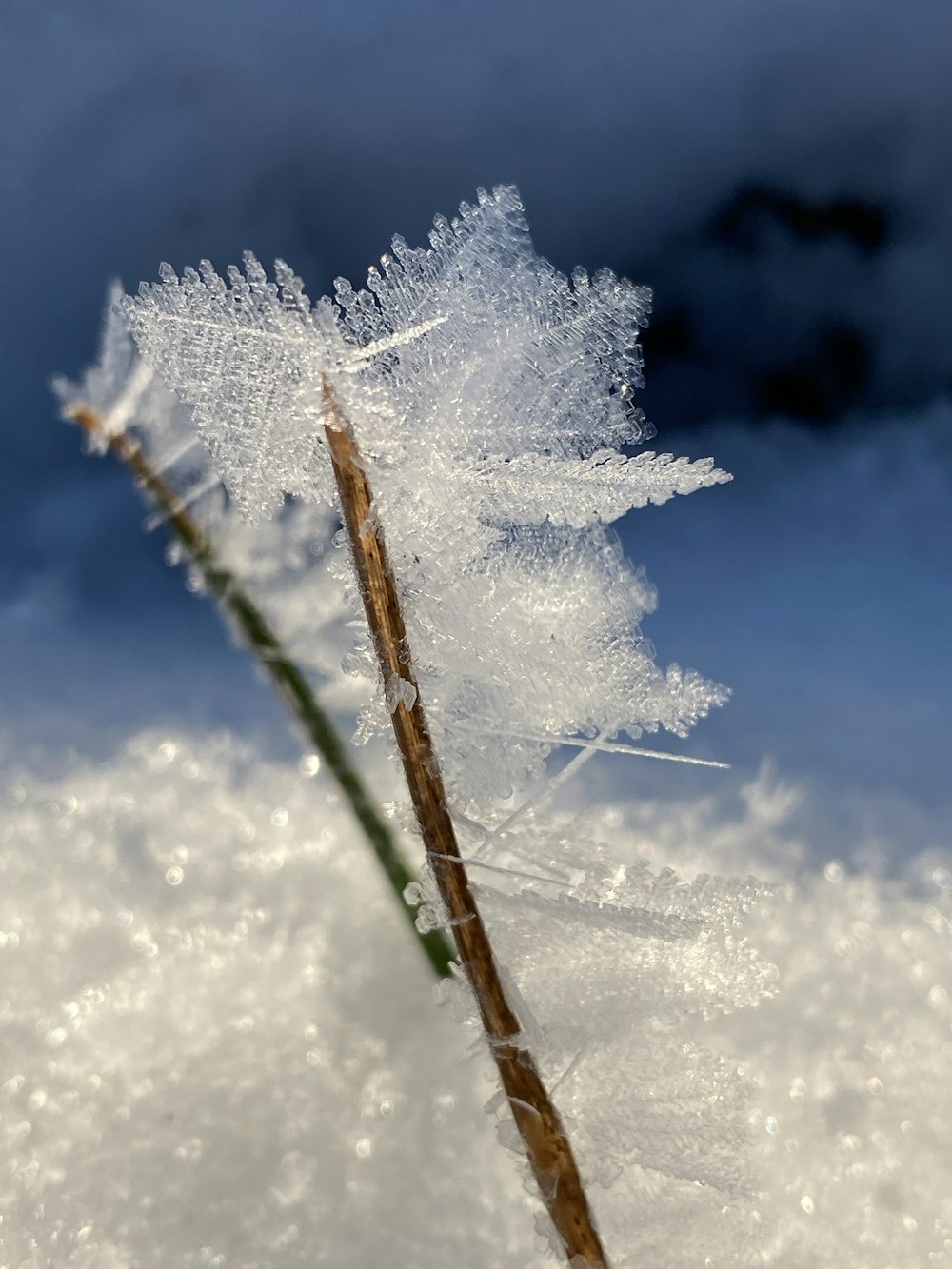 a frozen plant stem with water droplets on it