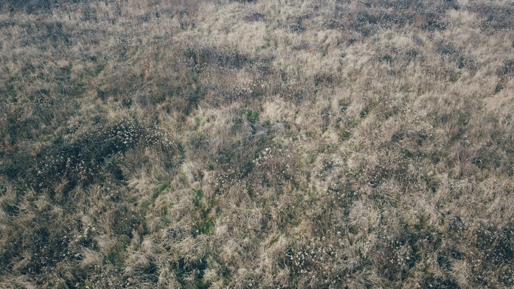 an aerial view of a grassy area with trees