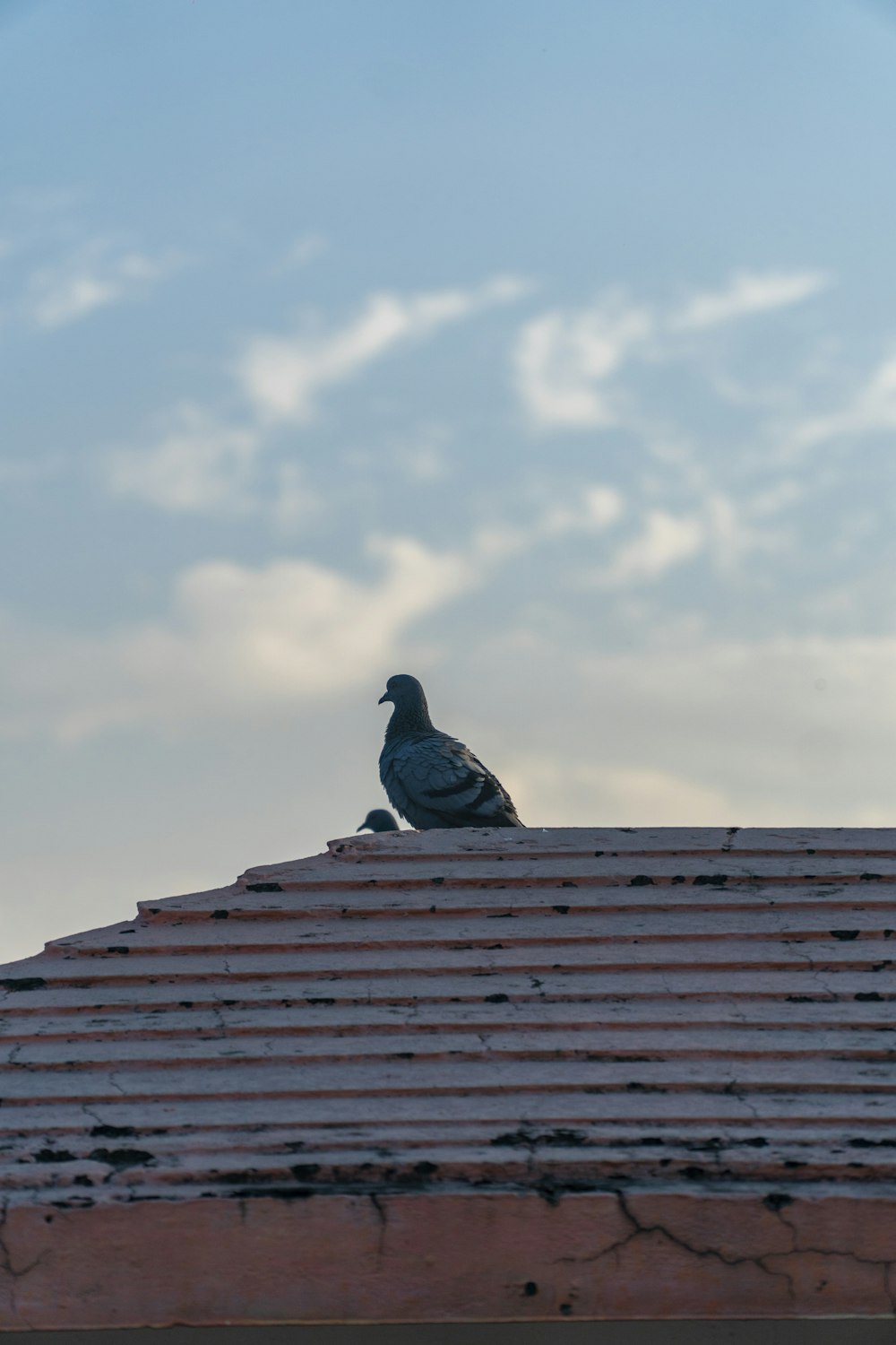 Eine Taube sitzt auf einem Dach