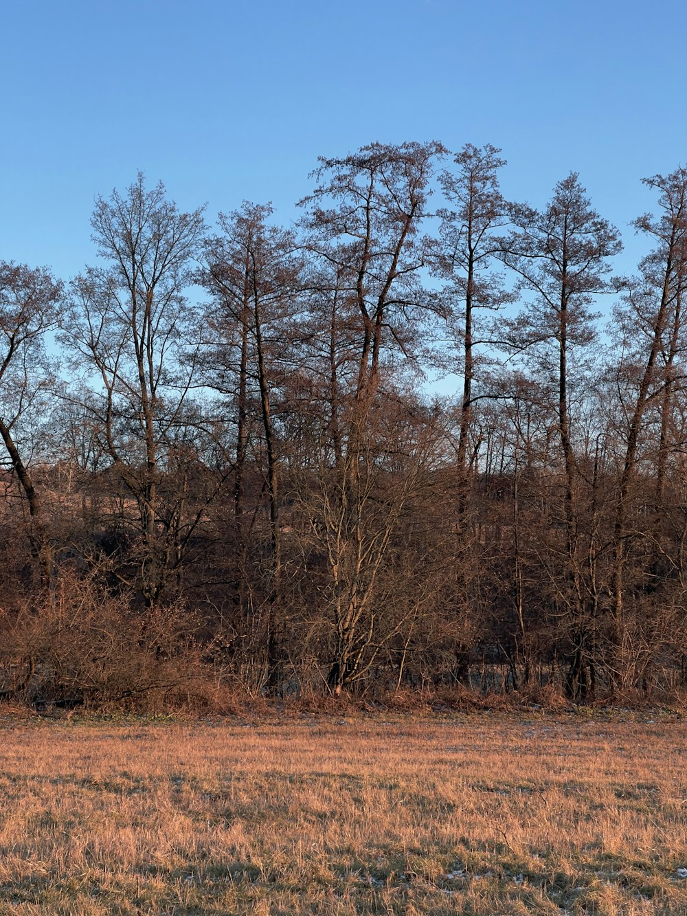 a horse standing in a field with trees in the background