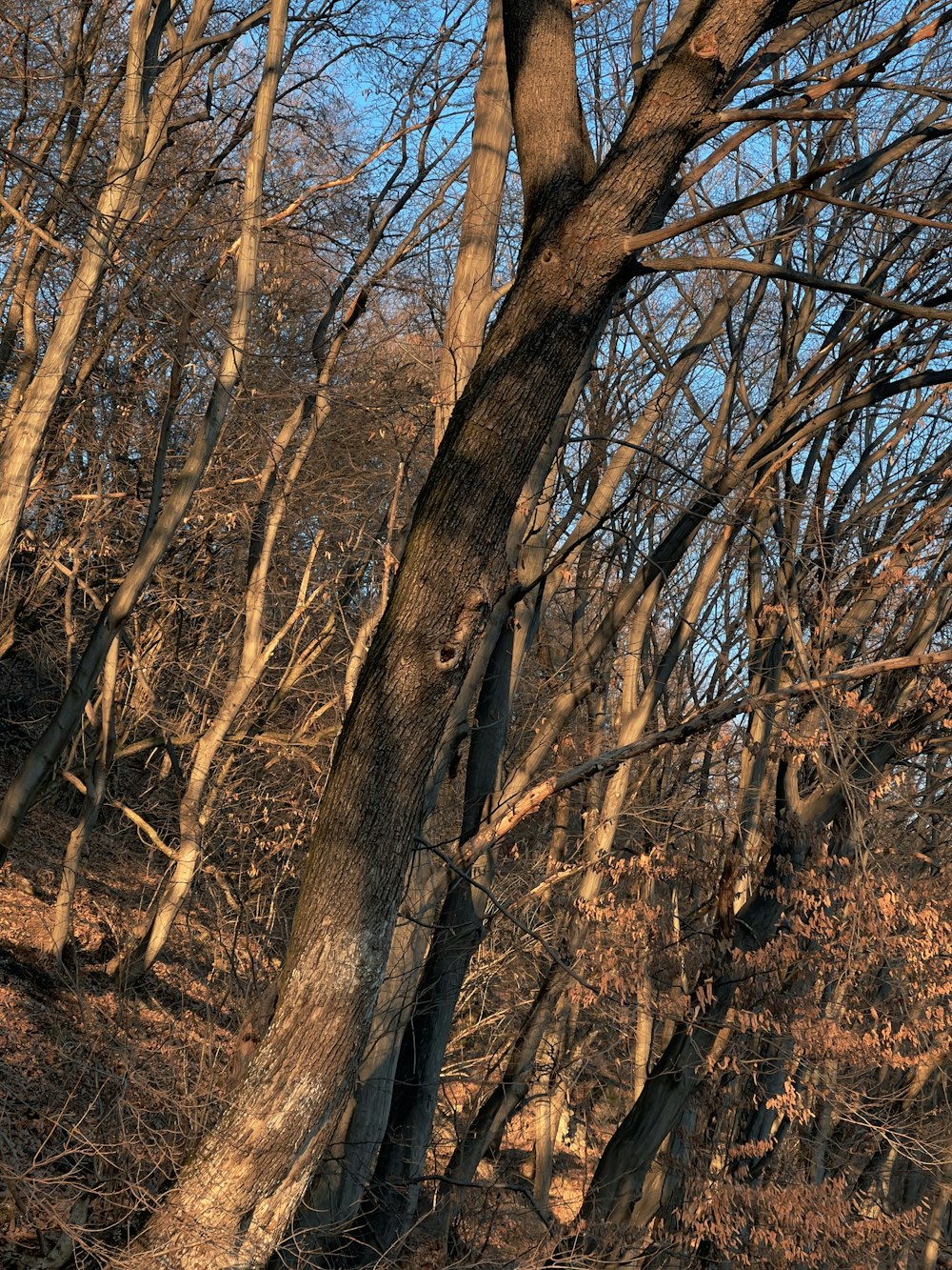 a giraffe standing next to a tree in a forest