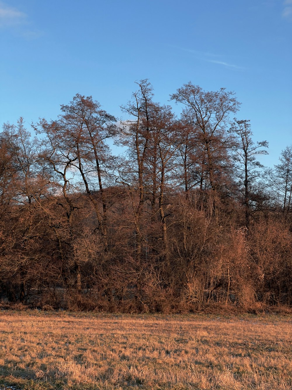 a horse grazing in a field with trees in the background