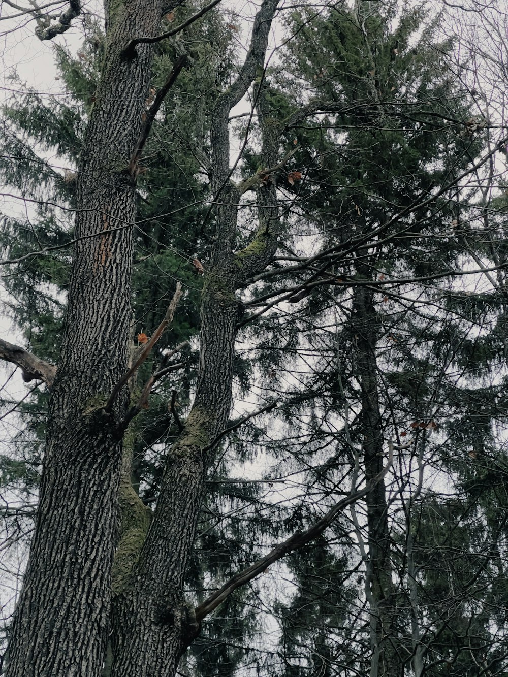 a black bear climbing up the side of a tree