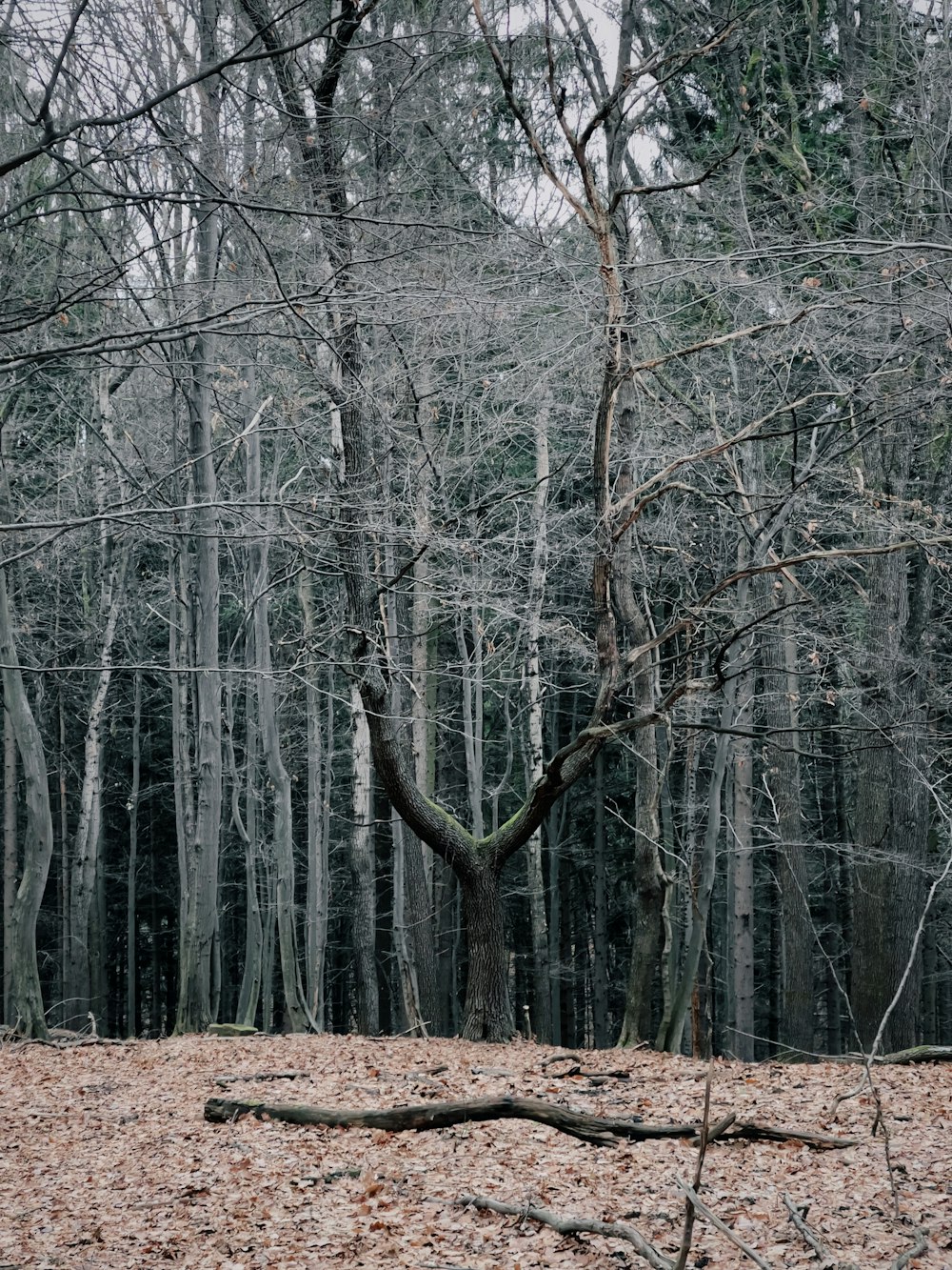 a bench sitting in the middle of a forest