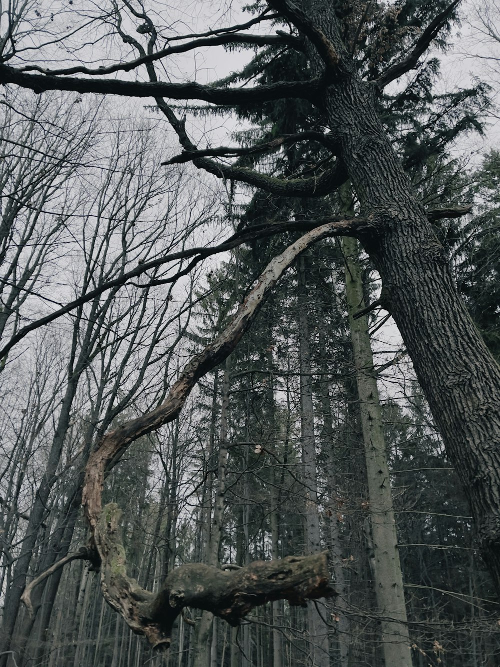 a tree in the middle of a forest