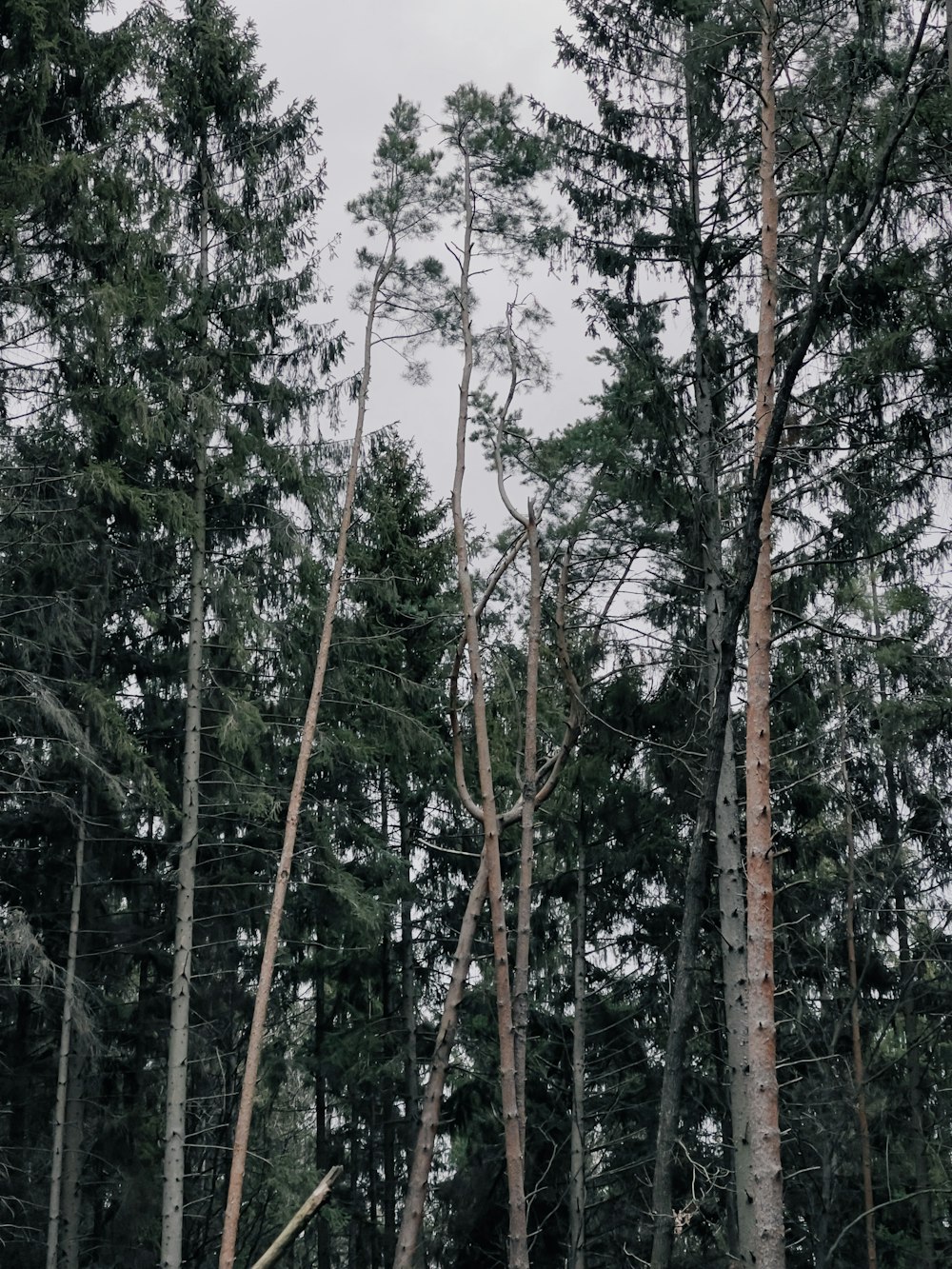 a forest filled with lots of tall trees