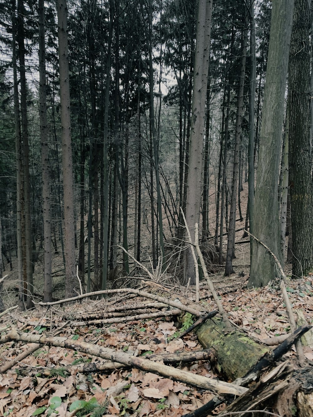 a fallen tree in the middle of a forest