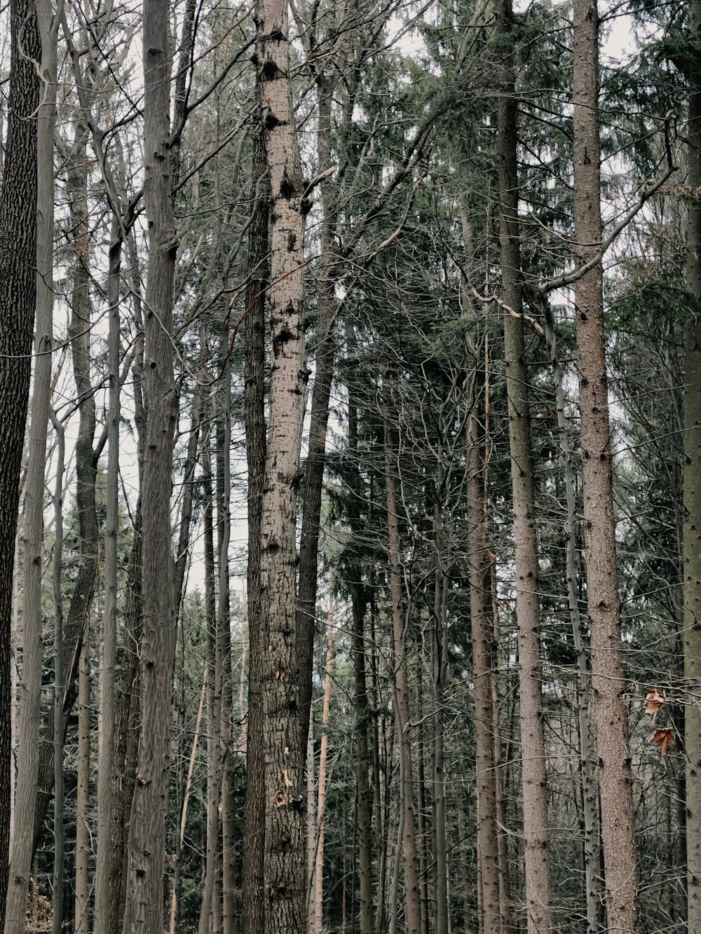 a forest filled with lots of tall trees