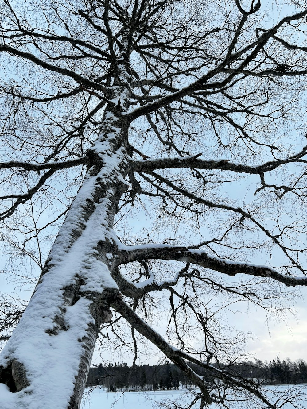 葉のない木は雪に覆われている