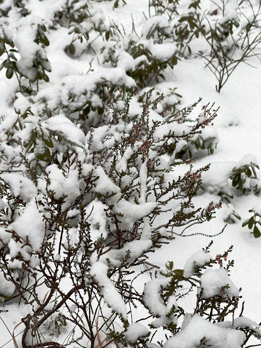 ein schneebedeckter Busch neben einem Zaun
