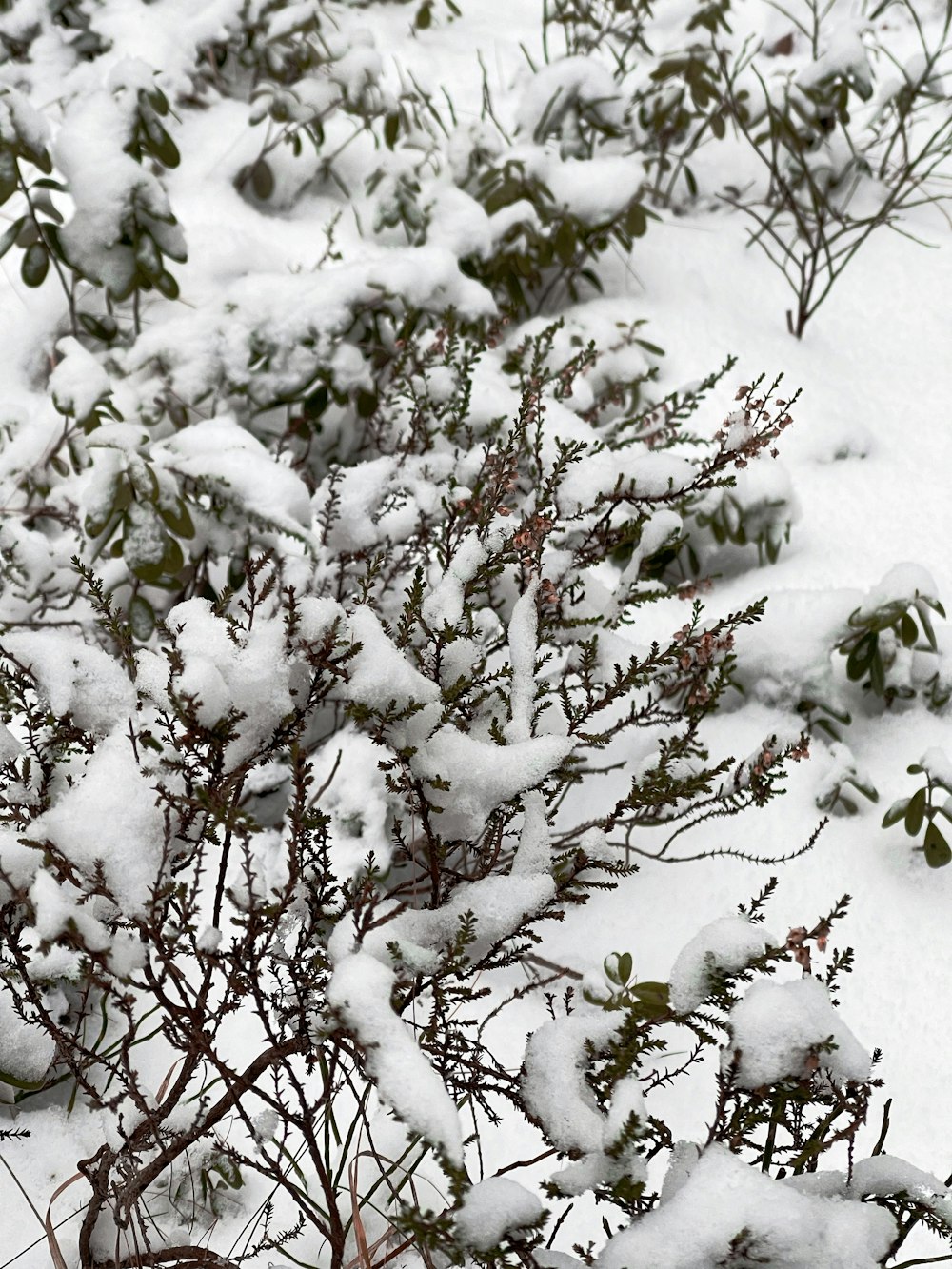 a bush covered in snow next to a fence