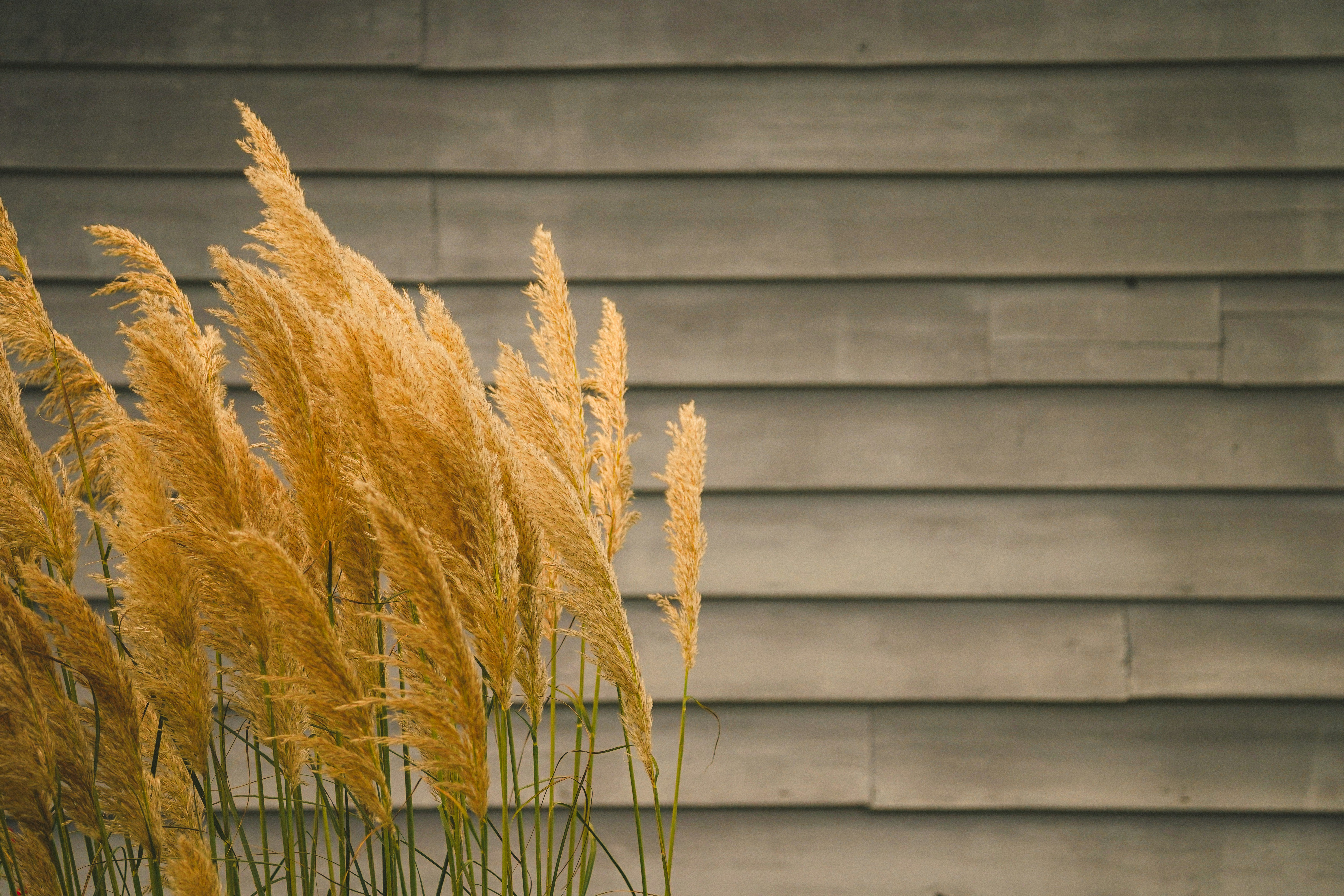 Un montón de hierba amarilla alta frente a un edificio foto – Imagen de  Primavera gratuita en Unsplash, image size:3000x2000