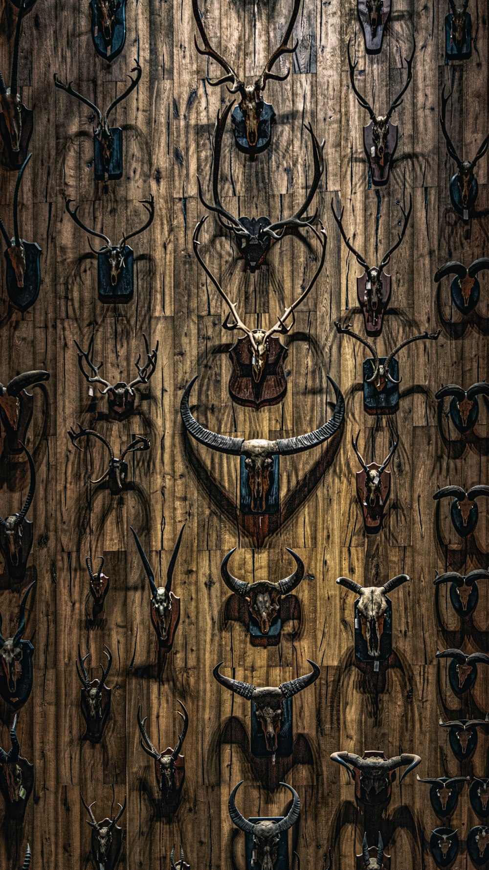 a wooden wall with a bunch of deer heads on it