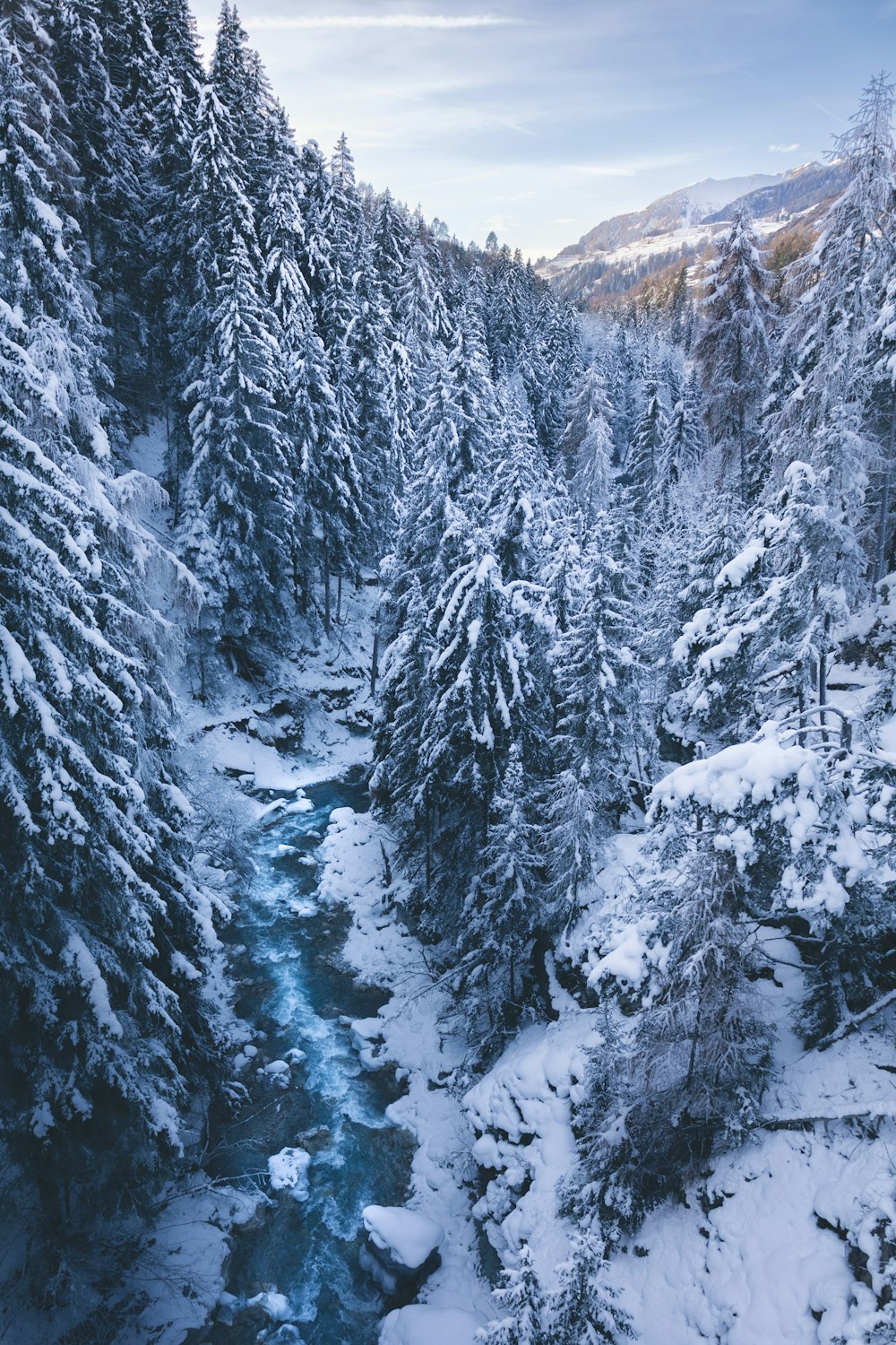 Un fiume che attraversa una foresta innevata