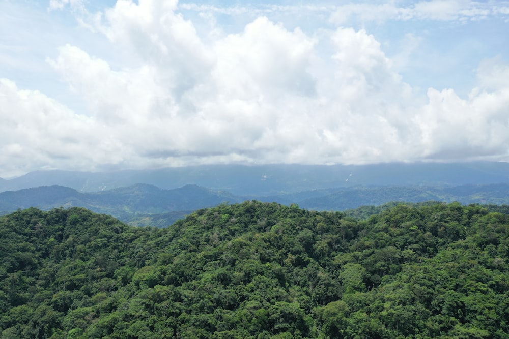 a lush green forest filled with lots of trees