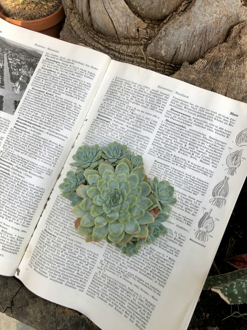 an open book with a succulent plant on top of it