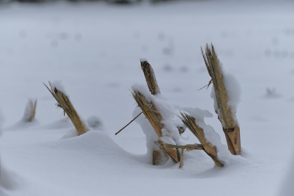 a snow covered field with a bunch of sticks sticking out of it