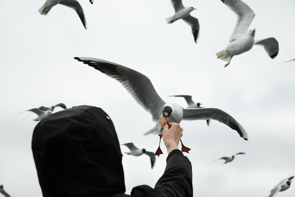 a man is feeding a flock of seagulls