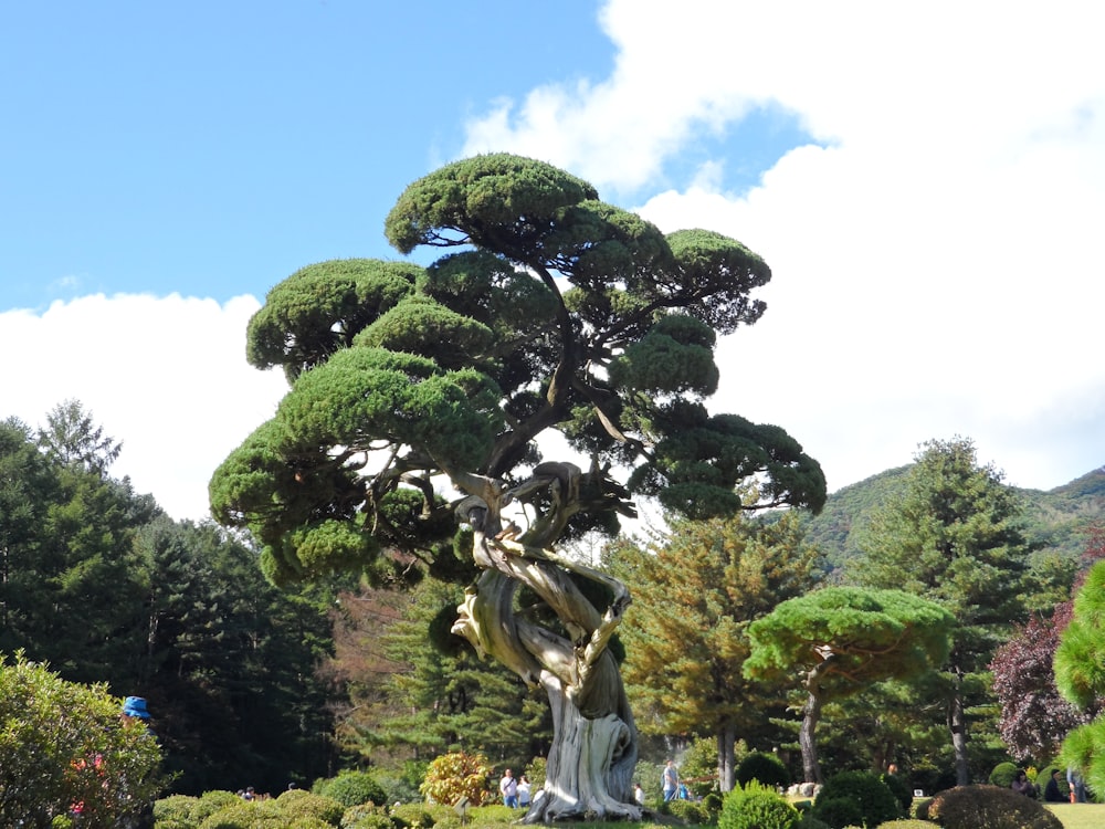 a large tree in the middle of a park