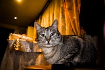 A gray tabby cat is sitting on a surface in a dimly lit room, looking directly at the camera. The background features a table covered with a patterned tablecloth and gold curtains, creating a cozy, warm ambiance.