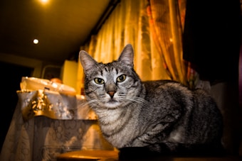 A gray tabby cat is sitting on a surface in a dimly lit room, looking directly at the camera. The background features a table covered with a patterned tablecloth and gold curtains, creating a cozy, warm ambiance.